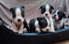 Photo №1. boston terrier - for sale in the city of Бохум | Is free | Announcement № 105452