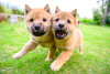 Photo №1. shiba inu - for sale in the city of Strasbourg | Is free | Announcement № 118192