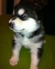 Photo №1. alaskan malamute - for sale in the city of Миндельхайм | 211$ | Announcement № 119050