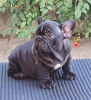 Additional photos: French bulldog