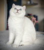 Photo №4. Buy british shorthair in the city of Varna. private announcement - price - 528$