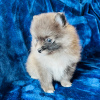 Photo №3. Pomeranian Puppy available. United States