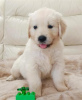 Photo №2 to announcement № 119292 for the sale of golden retriever - buy in Sweden private announcement