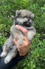 Additional photos: Pomeranian puppies