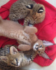 Additional photos: Caracal and Serval kittens available