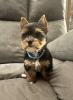 Photo №1. yorkshire terrier - for sale in the city of Nuremberg | 370$ | Announcement № 56605