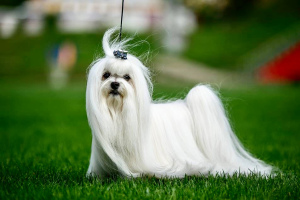 Photo №4. Mating maltese dog in Russian Federation. Announcement № 5097