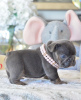 Photo №4. I will sell french bulldog in the city of Антверпен.  - price - 370$