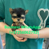 Photo №1. yorkshire terrier - for sale in the city of Helsinki | 475$ | Announcement № 121088