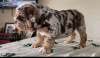 Photo №3. Cute and adorable English bulldog puppies for sale. United Kingdom