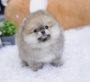 Photo №1. pomeranian - for sale in the city of Гамбург | 423$ | Announcement № 99742