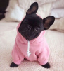 Photo №1. french bulldog - for sale in the city of Saarbrücken | 280$ | Announcement № 119336