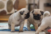 Photo №1. pug - for sale in the city of Royal Leamington Spa | 475$ | Announcement № 75569