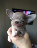 Photo №2 to announcement № 104811 for the sale of chihuahua - buy in Germany private announcement, breeder