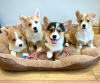 Photo №4. I will sell welsh corgi in the city of Москва. private announcement - price - 1187$