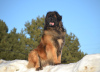 Additional photos: Leonberger puppies