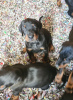 Photo №4. I will sell dobermann in the city of Bucharest.  - price - 242$