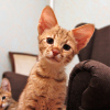 Photo №2 to announcement № 20751 for the sale of savannah cat - buy in Russian Federation from nursery