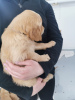 Photo №3. KC registered Golden Retriever 2 girls. Germany