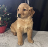 Photo №1. golden retriever - for sale in the city of New York | 600$ | Announcement № 102892