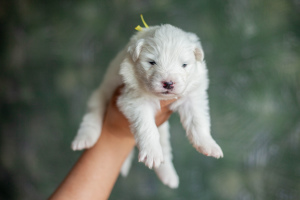 Photo №3. Puppies of a Samoyed dog (Samoyed) from the Kennel 