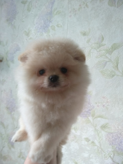 Photo №2 to announcement № 2429 for the sale of pomeranian - buy in Belarus breeder