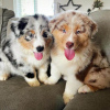 Photo №1. australian cattle dog, australian shepherd - for sale in the city of Paris | 370$ | Announcement № 31692