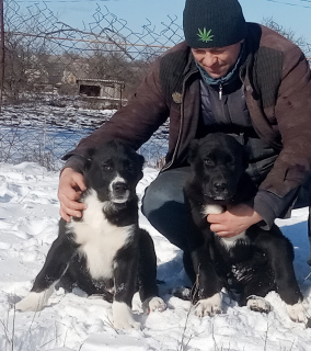 Photo №2 to announcement № 5311 for the sale of non-pedigree dogs - buy in Ukraine private announcement