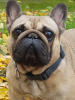 Photo №4. I will sell french bulldog in the city of Chicago.  - price - 3500$