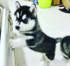 Photo №1. siberian husky - for sale in the city of Pieksämäki | 359$ | Announcement № 120635