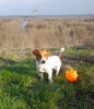 Additional photos: Jack Russell Terrier