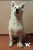 Additional photos: White swiss shepherd