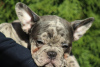 Photo №4. I will sell french bulldog in the city of Belgrade. breeder - price - negotiated