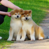 Photo №4. I will sell akita in the city of Minsk. from nursery - price - negotiated