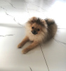 Photo №4. I will sell pomeranian in the city of Minsk. private announcement - price - 634$