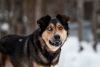 Additional photos: A blue-eyed handsome man named Bruno is waiting for his man.