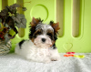 Photo №2 to announcement № 43911 for the sale of beaver yorkshire terrier - buy in Belarus breeder