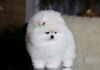 Photo №3. pomeranian. Germany