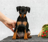 Photo №1. miniature pinscher - for sale in the city of Texas City | 850$ | Announcement № 126298