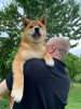 Additional photos: Shiba Inu puppies