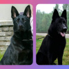 Additional photos: Black german shepherd puppies