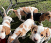 Photo №1. beagle - for sale in the city of Paris | negotiated | Announcement № 120012