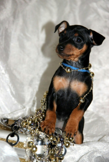 Photo №1. miniature pinscher - for sale in the city of Kotlas | 313$ | Announcement № 1918