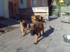 Photo №1. belgian shepherd - for sale in the city of Onondaga | 500$ | Announcement № 124686