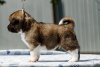 Photo №2 to announcement № 60152 for the sale of  - buy in United States breeder