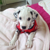 Photo №2 to announcement № 125184 for the sale of dalmatian dog - buy in Germany private announcement