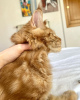 Photo №4. I will sell maine coon in the city of Berlin. breeder - price - 317$