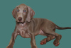 Photo №2 to announcement № 96422 for the sale of weimaraner - buy in Croatia private announcement