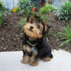 Photo №1. yorkshire terrier - for sale in the city of Reykjavík | negotiated | Announcement № 77721