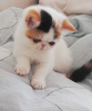 Photo №1. exotic shorthair - for sale in the city of Minsk | 1585$ | Announcement № 113690